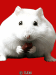 pic for hamster  120x160